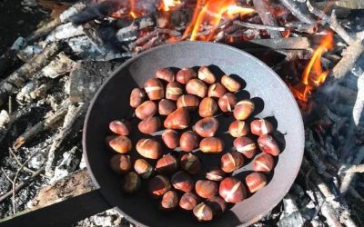 Chestnuts at Forest School